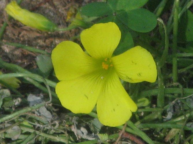 Oxalis pes-caprae / Acetosella gialla